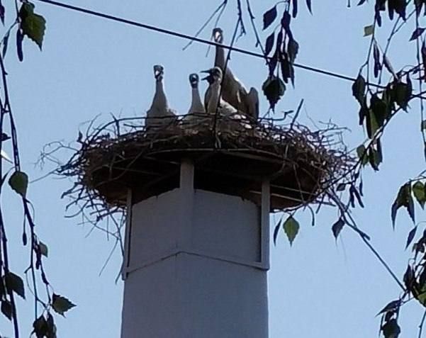 ��� ������ ������ ����� ����