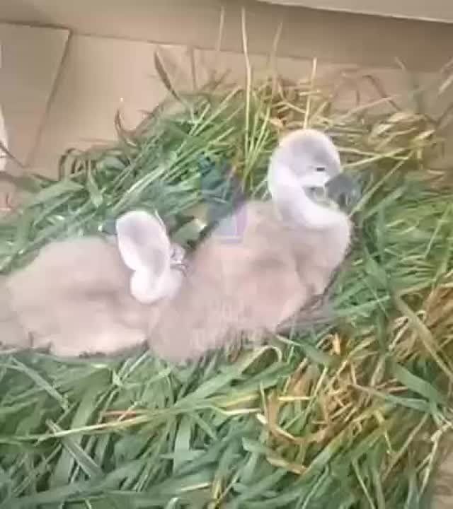 ���� ����� ������ ������� � ���