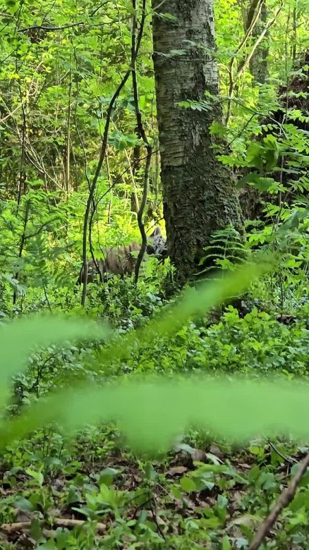Трехмесячная амурская тигрица Катюша успешно проходит реабилитацию в Хосписе для крупных кошек «Дом тигра»