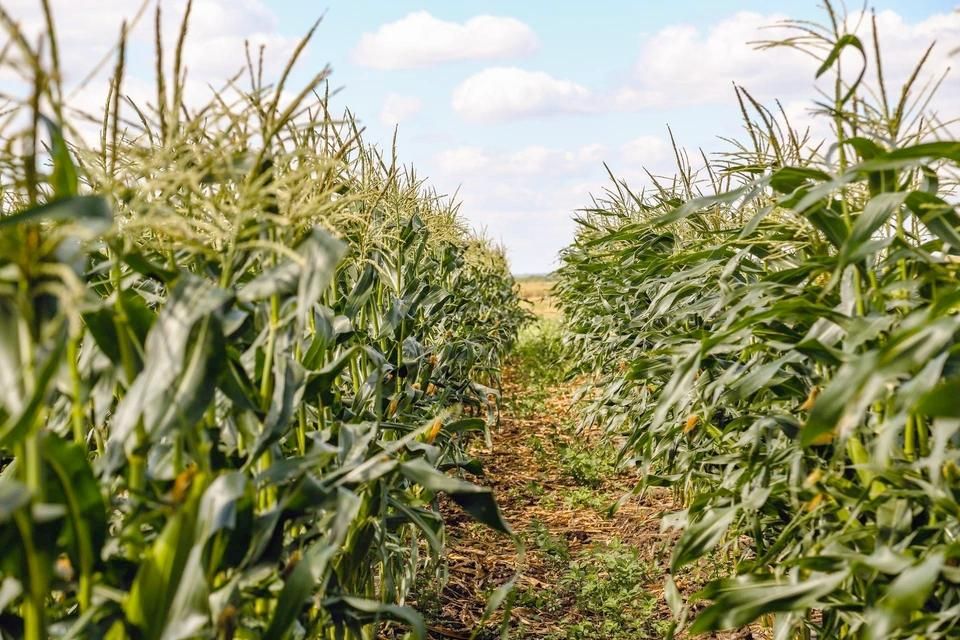 ������ �����: � ��� ��������� 52 ������� �������� ��� ��������� �����������