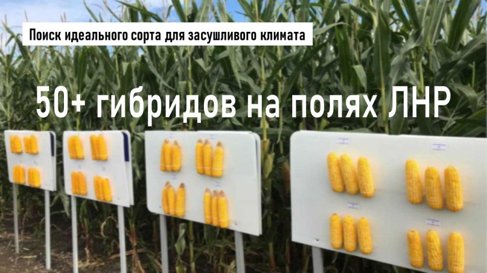 � ��� ���������� ����� 50 �������� ��������