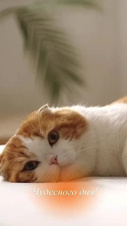 �� ������ �� ��������: ��� ������ ������ ����