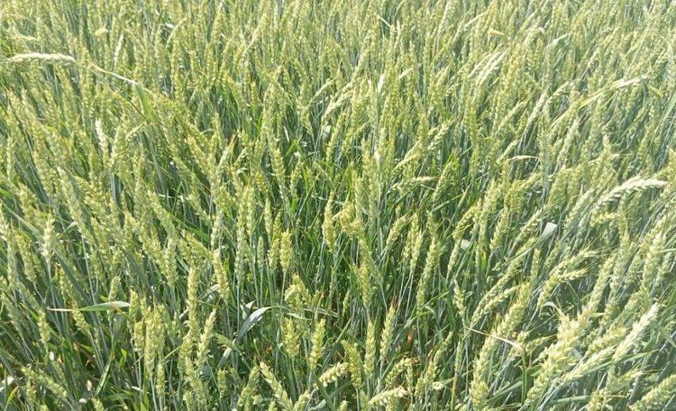 На день поля в ЛНР ожидается приезд ученых из Ростовской области и Краснодарского края