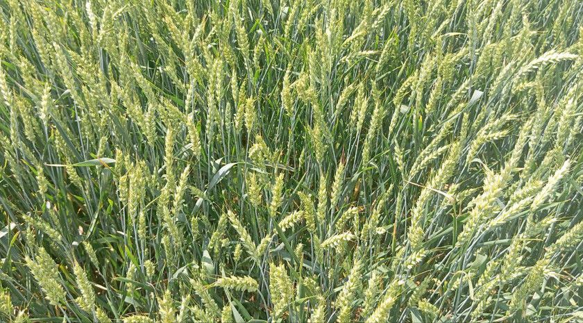 ��������������� �������� ����� ����� ������� 26 ���� � ����