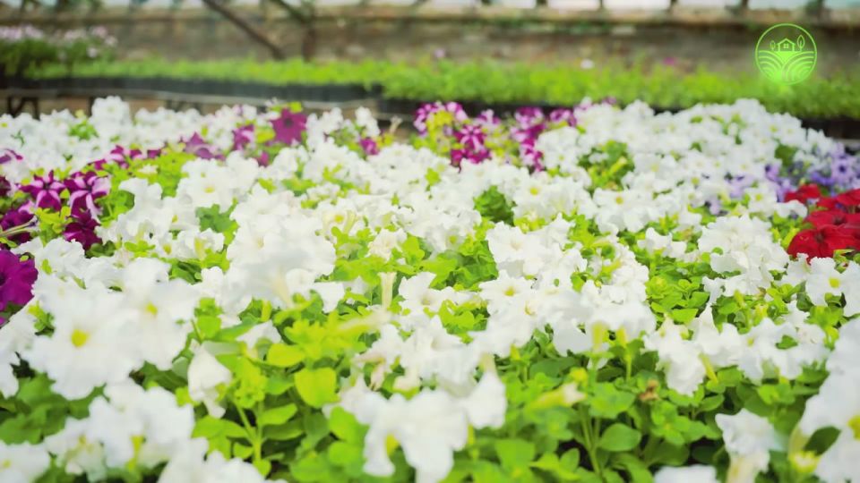 Яна Пащенко: Нравится природа? Мечтали работать с цветами в дружной команде?