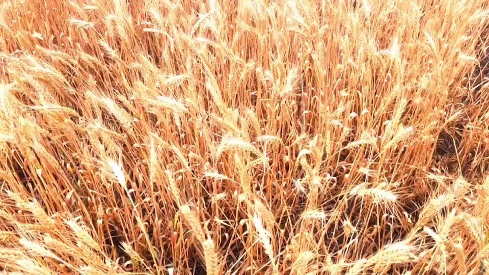 Видео и атмосферное фото с полей сортоиспытательной станции Луганского государственного аграрного университета показали в Минсельхозе ЛНР