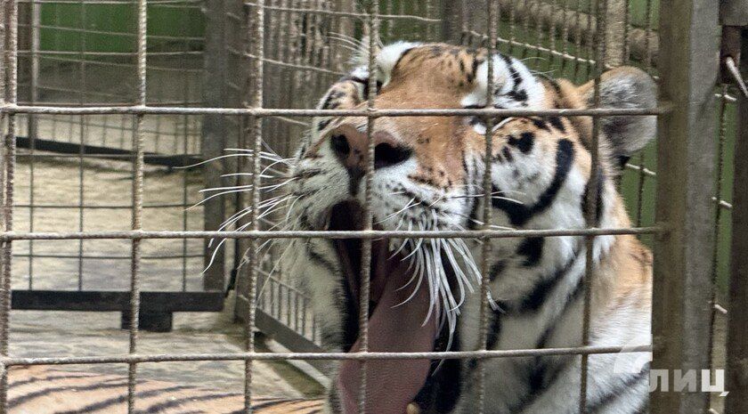 ����������� �������� �������� ����: �������� ��������� ������� ������ � ���� �������� ����� �������