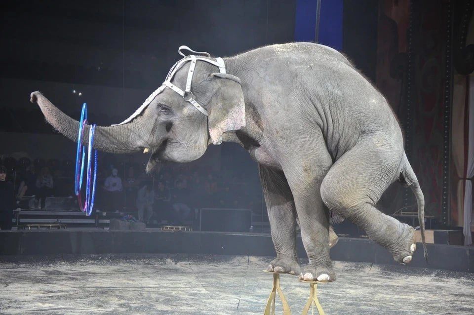 ����������� �������� ������� ������ ������� �������������� ��������