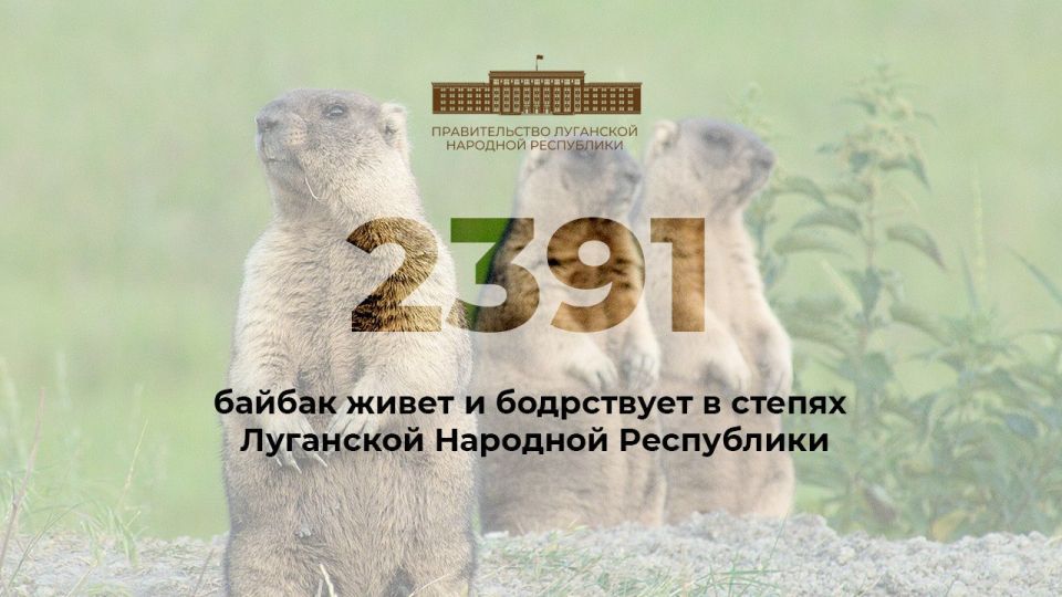 Байбак - один из символов Луганской Народной Республики