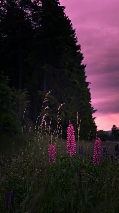 Июльский тёплый летний вечер, Свой аромат даруют нам цветы