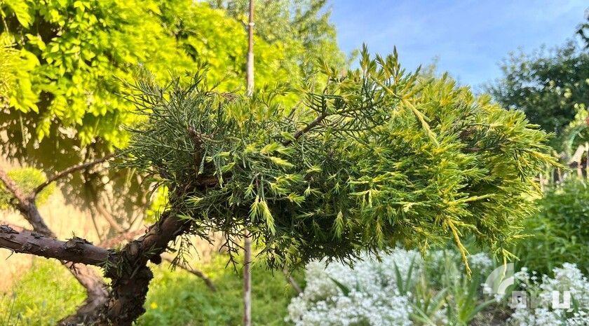 ��������� ������������ 9 ���� � ��� �� 39 �������� ���� � �����