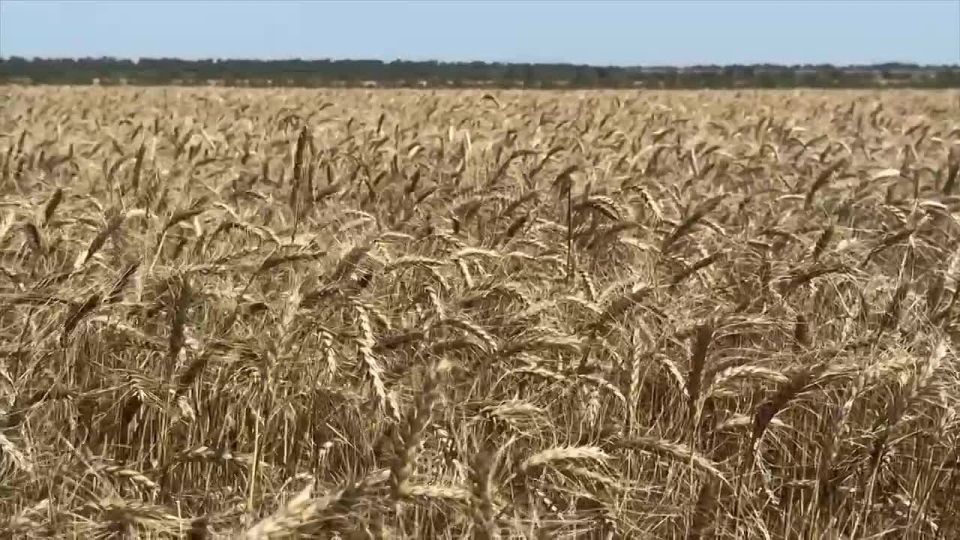 Леонид Пасечник: Сегодня дал официальный старт уборочной кампании в Луганской Народной Республике