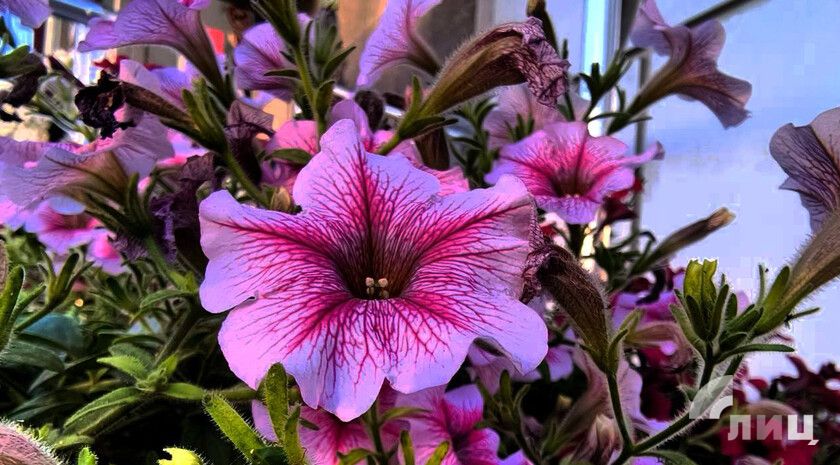 ��������� ������������ 10 ���� � ��� �� 42 �������� ���� � �����