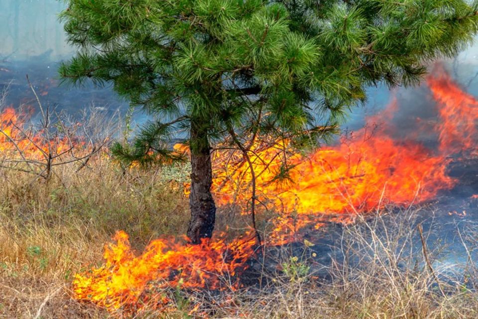 Лесникам и спасателям за сутки удалось ликвидировать два лесных пожара - в Станично-Луганском и Антрацитовском муниципальных округах