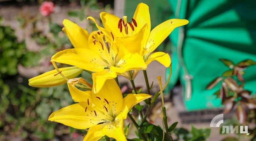 ��������� ������������ 12 ���� � ��� �� 42 �������� ����