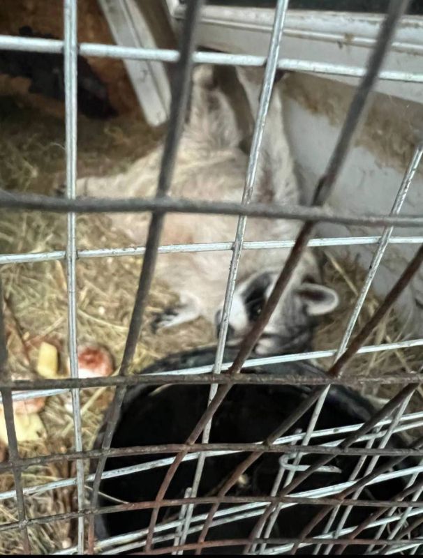 ����������� ���������������� �������� �������� �������� �� ���������� ��� � ������������ ���������� �������� �� ���� ������