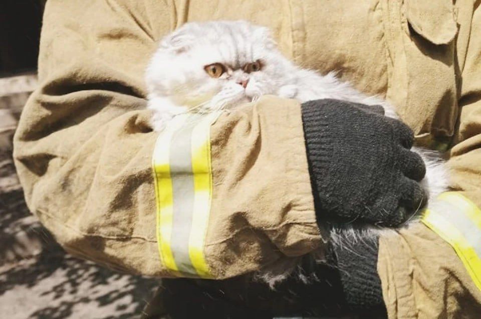 ������ ������� �������, ���� ����� � ������: ����� � ��������� ����������� ����� �������� ��� �����