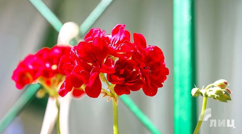 ��������� ������������ 16 ���� � ��� �� 36 �������� ����, ������� ����� � ������