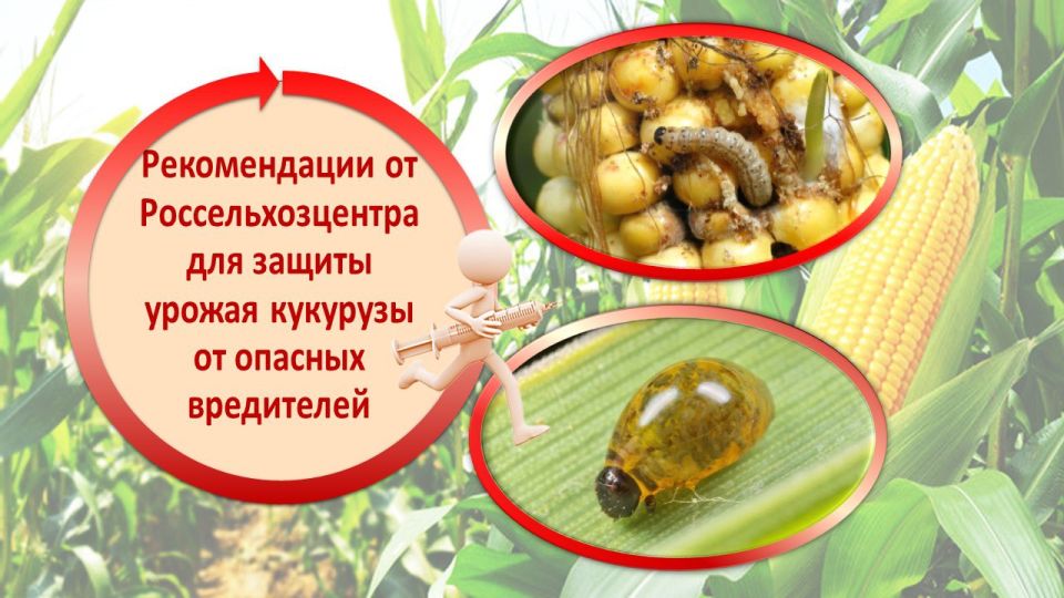 ���������������� ������� ��������� ��������