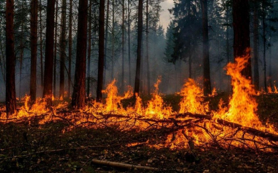 �� ���� ���������� ��������� �������� ���������� �� 31 ������� 2025 ���� ���������� ������ ��������������� �����