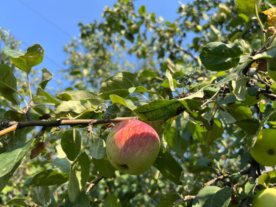 ���� �� +33 �������� ������������ ��������� � ��� 26 ����