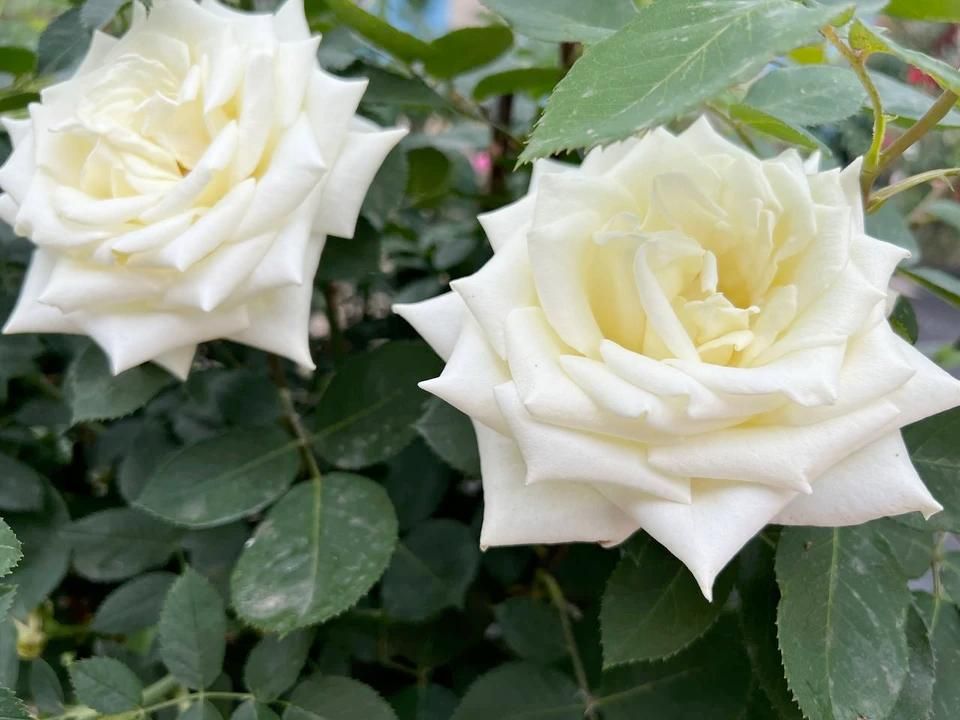 ���� � ����� ��������� � ��� 29 ����