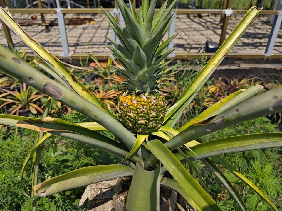 �������, �������, ������ � ����� ���������: ���������� �������� �� ����� ����������� ������