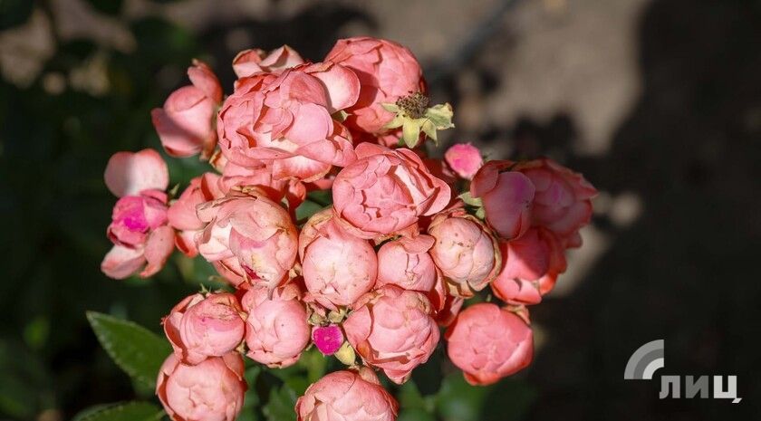 ��������� ������������ 30 ���� � ��� �� 38 �������� ����