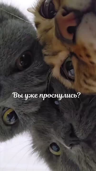 �� ���� ����������� ���� �����