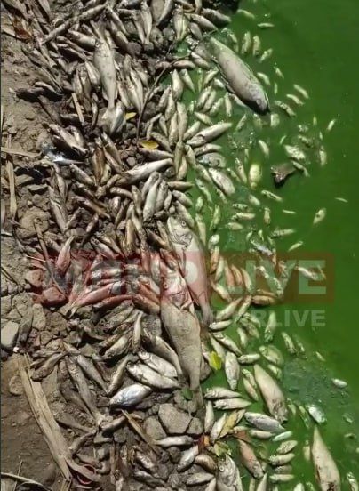 Специалисты возьмут пробы воды в Луганском море, чтобы выяснить причину массового замора рыбы