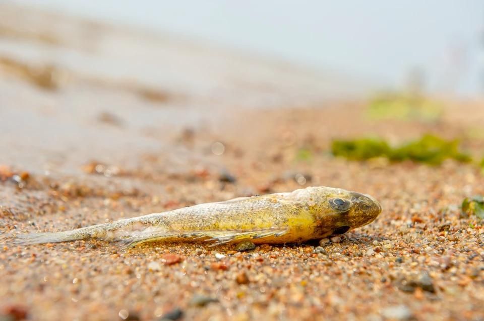 ����������� ��������, ������ � ��������� ���� ������� �������� ����� ����