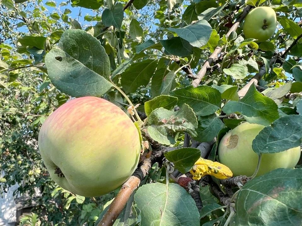 В ЛНР жара поднимется до +38°С