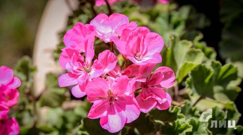 Синоптики прогнозируют 1 августа в ЛНР до 36 градусов жары, местами дождь с грозой