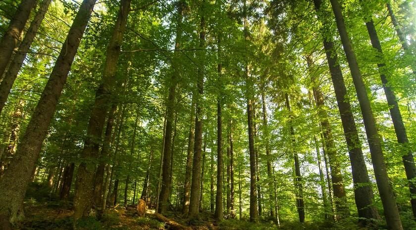 Минприроды создаст дирекцию особо охраняемых территорий ЛНР