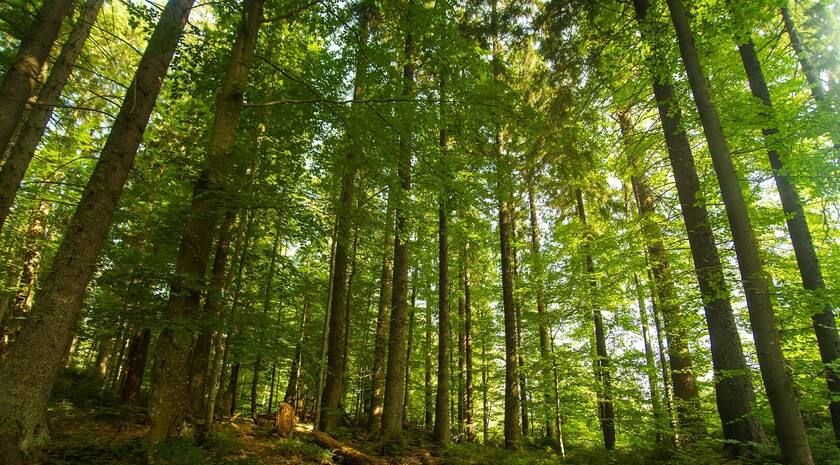 Правительство РФ создало в ЛНР специальное бюджетное учреждение для охраны уникальных природных комплексов и объектов