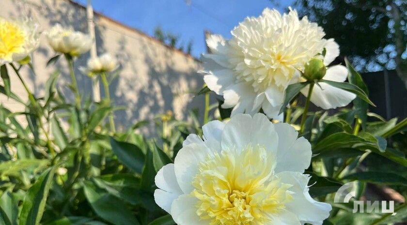 ��������� ������������ 3 ������� � ��� �� 34 �������� ����, ������� ����� � ������