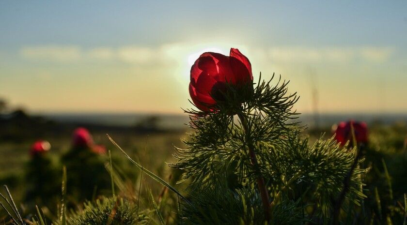 ��������������� ��������� ���������� �������� �� ���������� ���