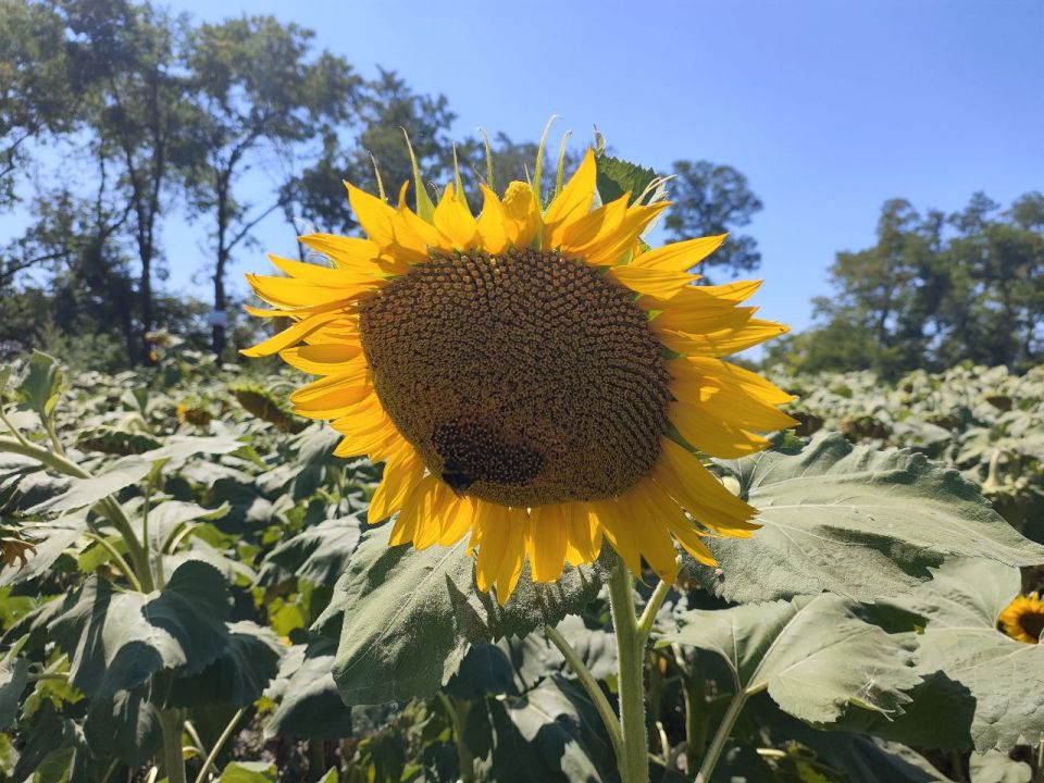 ����� � ����� 3 �������. �� ���������� ���������� ������� ��������������� �����