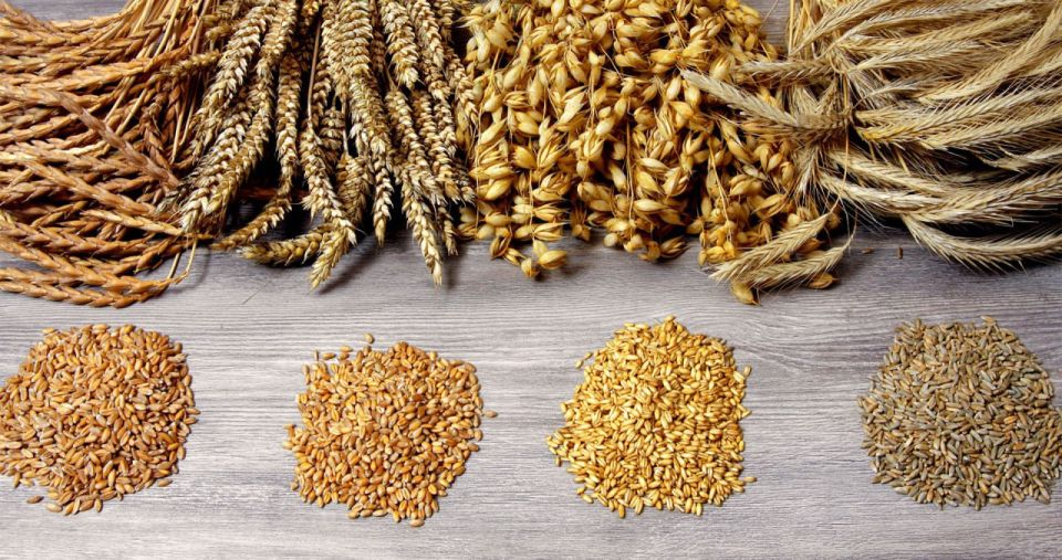 Луганский государственный аграрный университет стал первым в регионе, кто подал заявку на регистрацию семеноводческого статуса