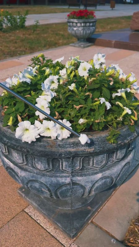 ������� ��������. ����������� ���������� ����������� ������ �� ���������� � ��������������� ������� ���