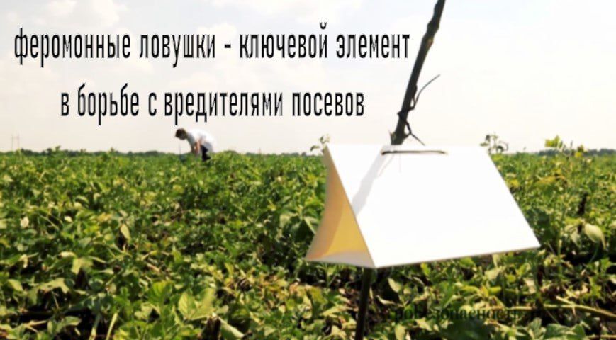 Феромонные ловушки: как правильно собрать и установить