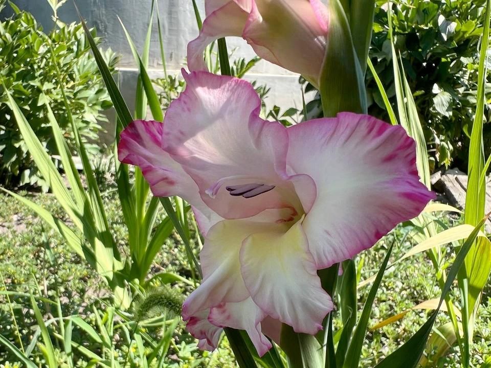 ������ � �������� ������ ��������� � ��� 6 �������