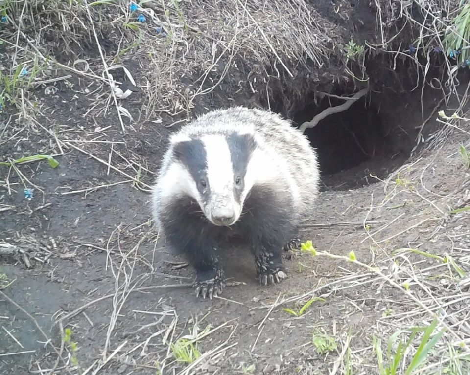 Сотрудники отделения "Стрельцовская степь" Луганского природного заповедника наблюдают за небольшой популяцией европейского барсука