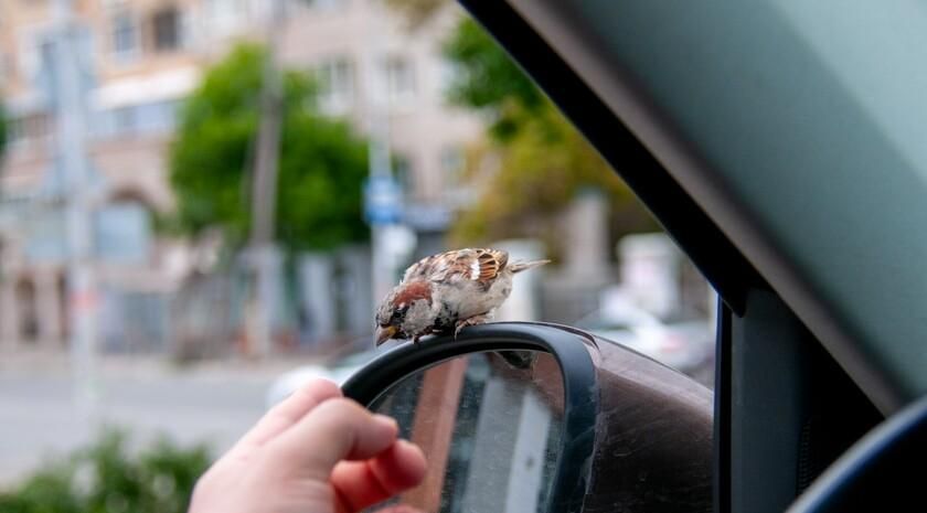 Жители ЛНР могут принять участие в переписи воробьев в рамках летнего сезона акции «Воробьи в кустах»