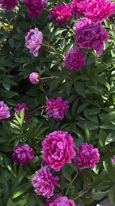 ����� ��� ���� �� ������ �����