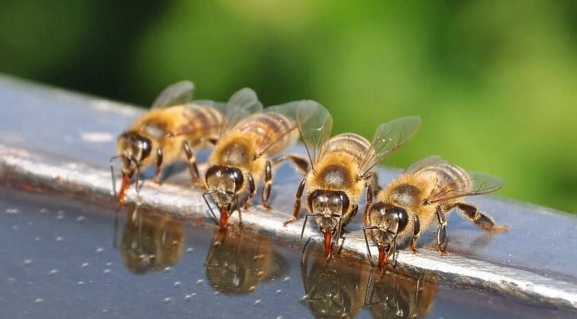 ������� ����: ��� �� ����� � �������� � ����