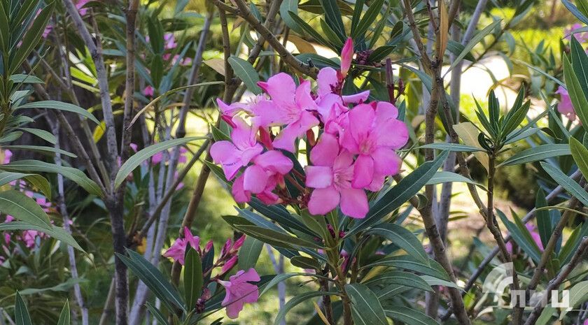 Синоптики прогнозируют 16 августа в ЛНР до 30 градусов тепла