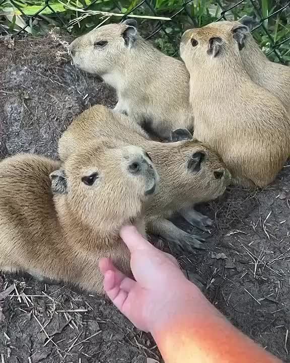 ����� � ��� �������, ��� ��������