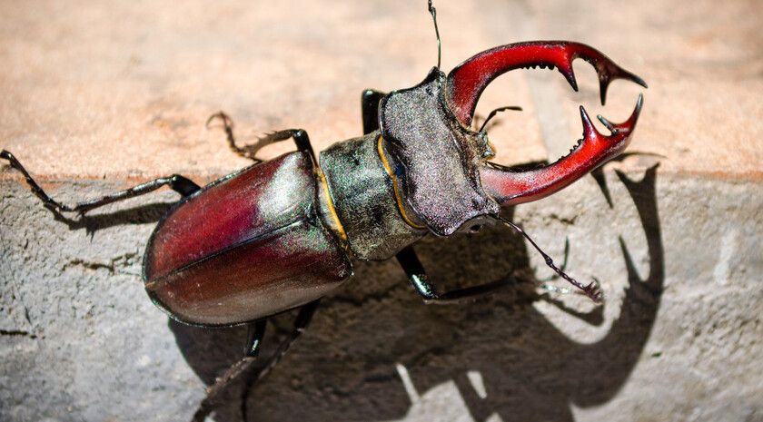 ��������� � ��� ���-�����, �����, ������ � ������ ���� �������� ������ ������������ ��������