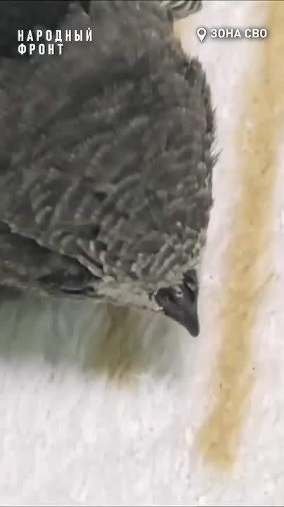 ����� ��� ������ � �������� ���������� ������